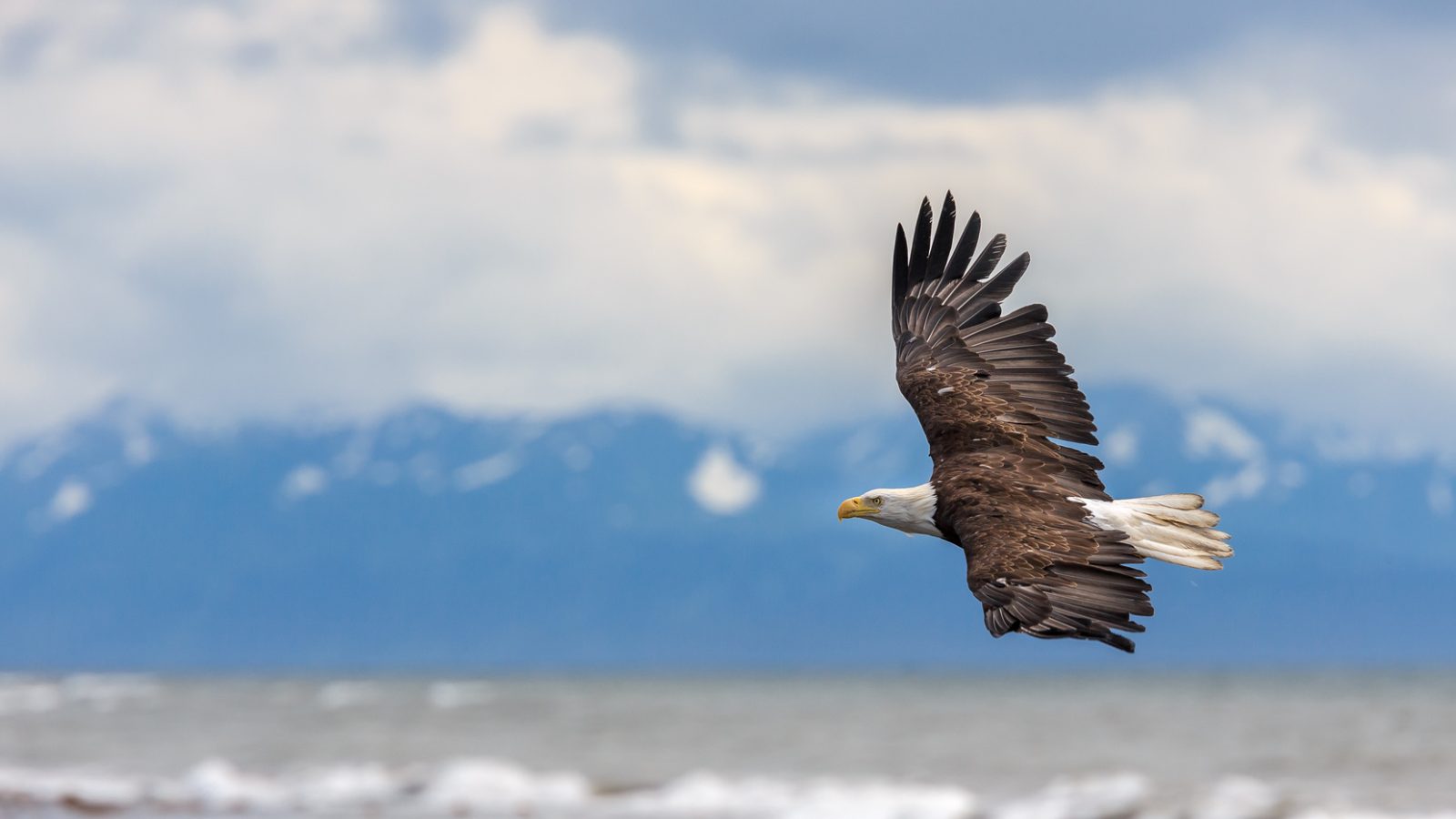 Bald eagle in mid air flight over Homer Spit Kenai Peninsula, Alaska, USA