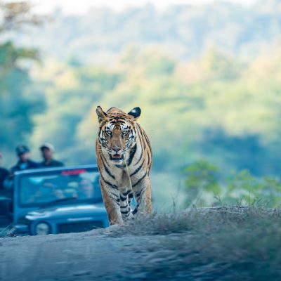 Panna,Tiger,Reserve,India,-,Tigress,141