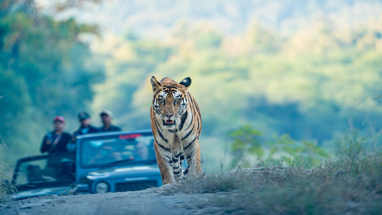 Panna,Tiger,Reserve,India,-,Tigress,141