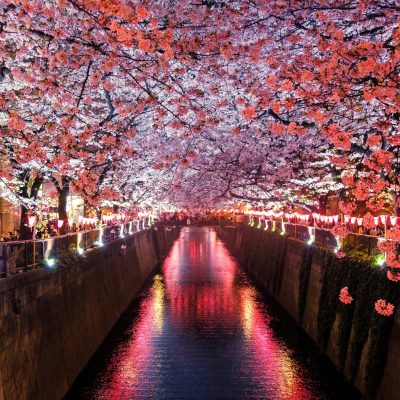 japan blossom