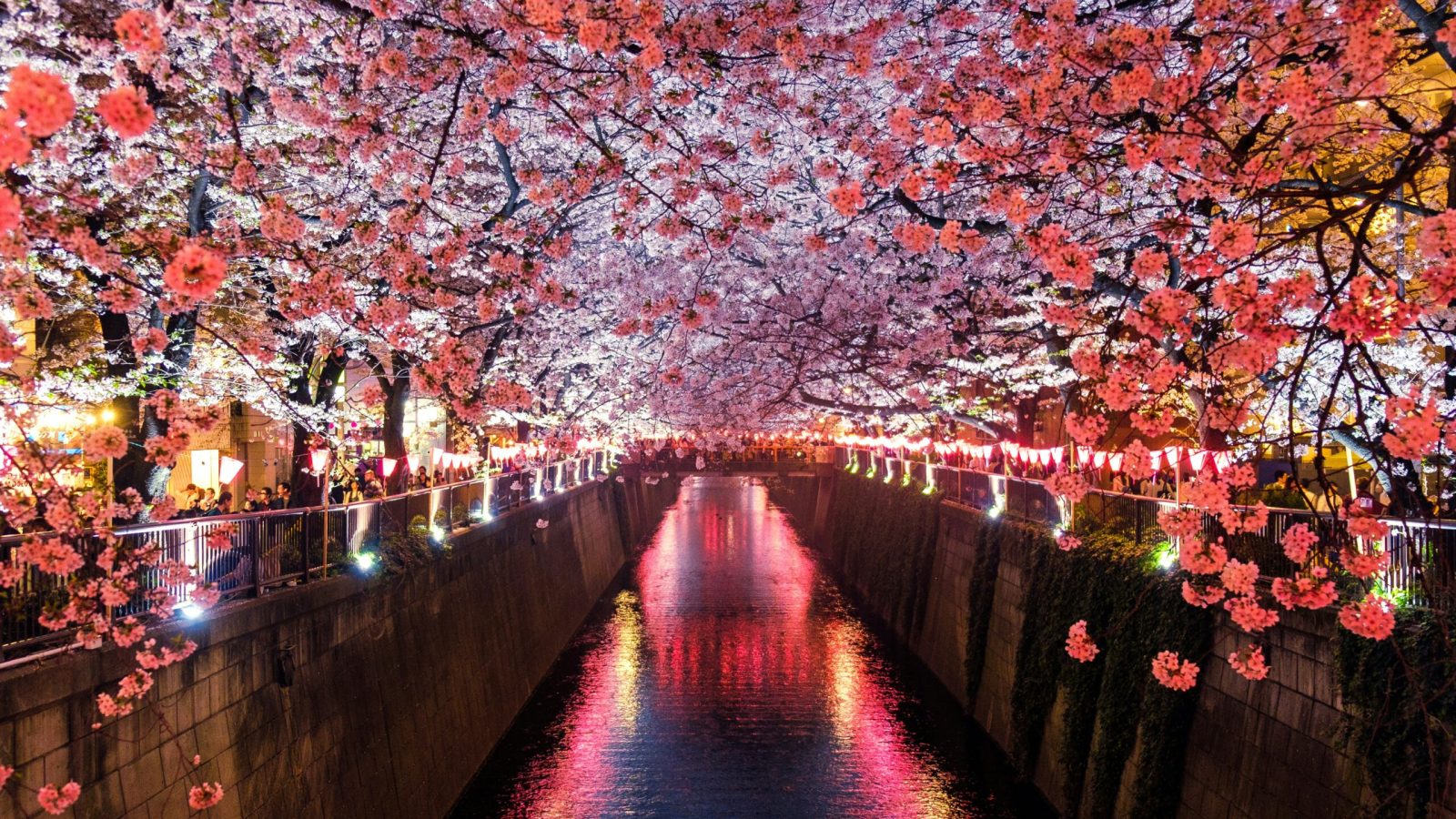 japan blossom